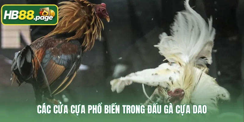 Các cửa cựa phổ biến trong đấu gà cựa dao
