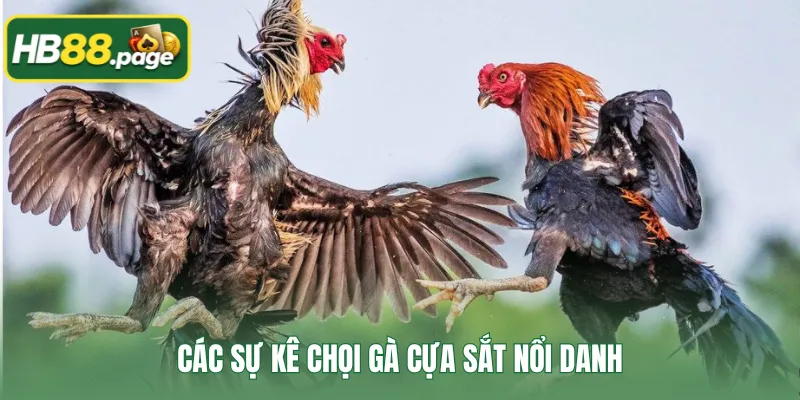 Các sự kê chọi gà cựa sắt nổi danh