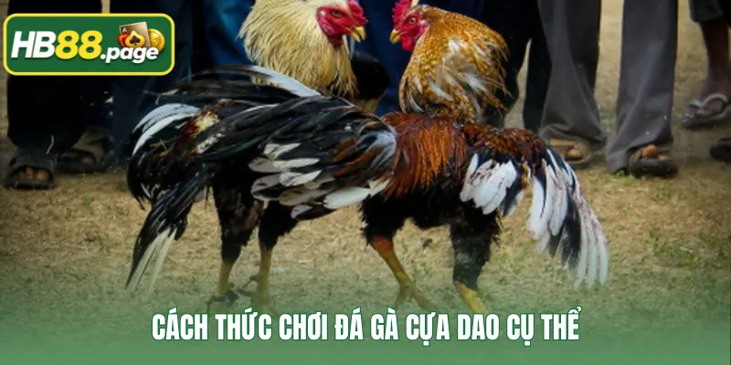 Cách thức chơi đá gà cựa dao cụ thể