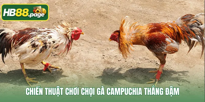 Chiến thuật chơi chọi gà Campuchia thắng đậm