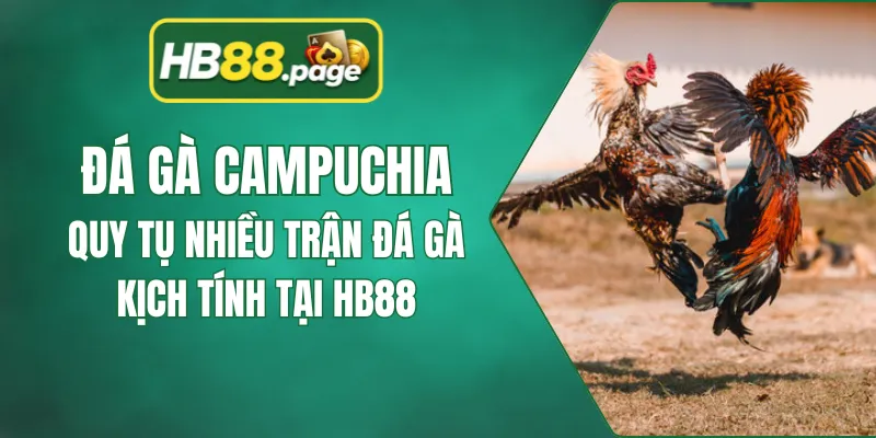 Đá Gà Campuchia - Quy Tụ Nhiều Trận Đá Gà Kịch Tính Tại HB88
