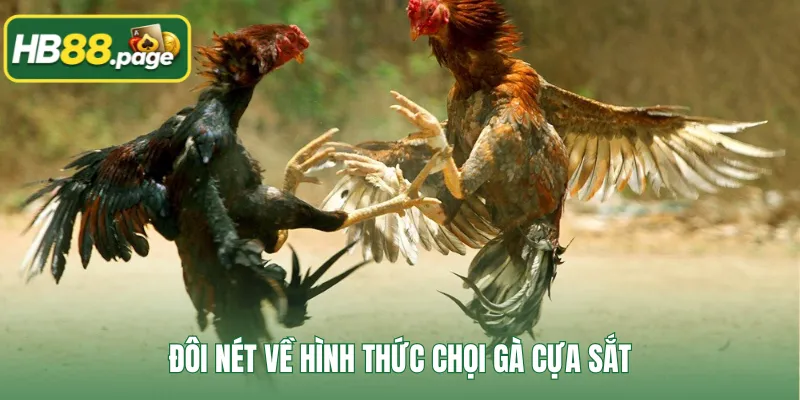Đôi nét về hình thức chọi gà cựa sắt
