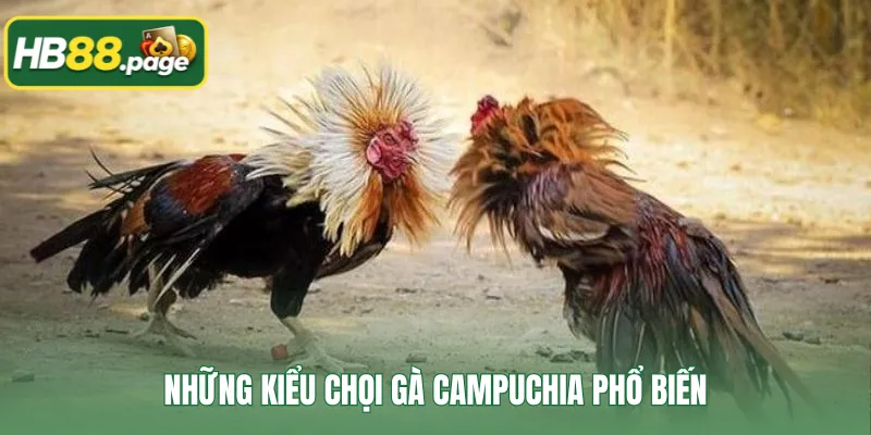 Những kiểu chọi gà Campuchia phổ biến