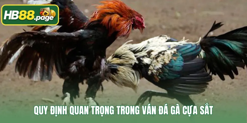 Quy định quan trọng trong ván đá gà cựa sắt