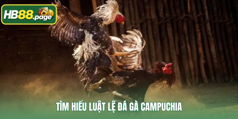 Tìm hiểu luật lệ đá gà Campuchia