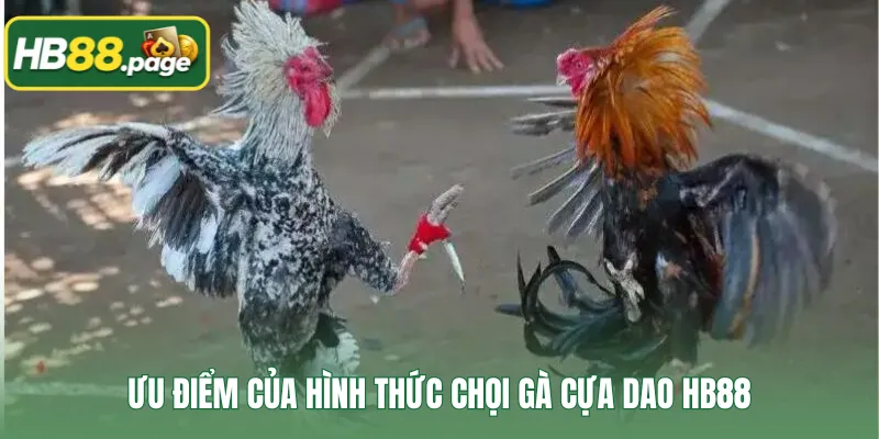 Ưu điểm của hình thức chọi gà cựa dao HB88